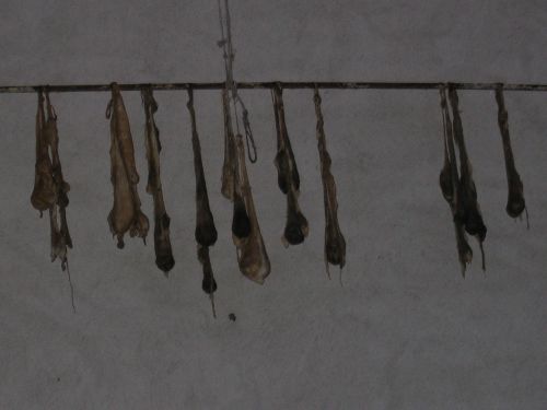 scuola di formaggio-6.JPG